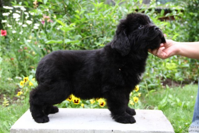 Фото: ньюфаундленд Персона Грата из Медвежьего  Яра