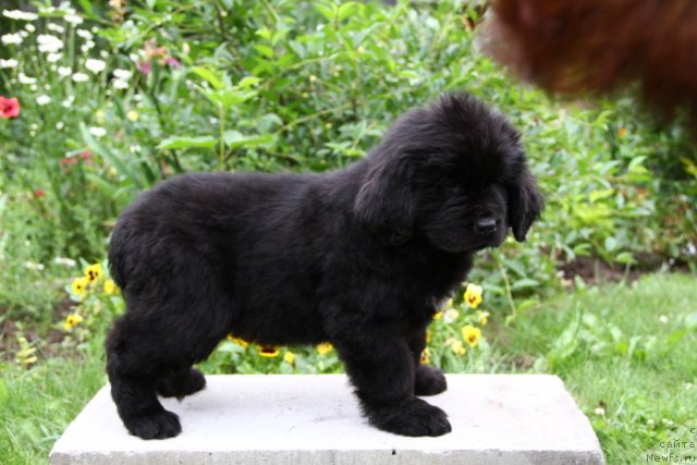 Фото: ньюфаундленд Персона Грата из Медвежьего  Яра