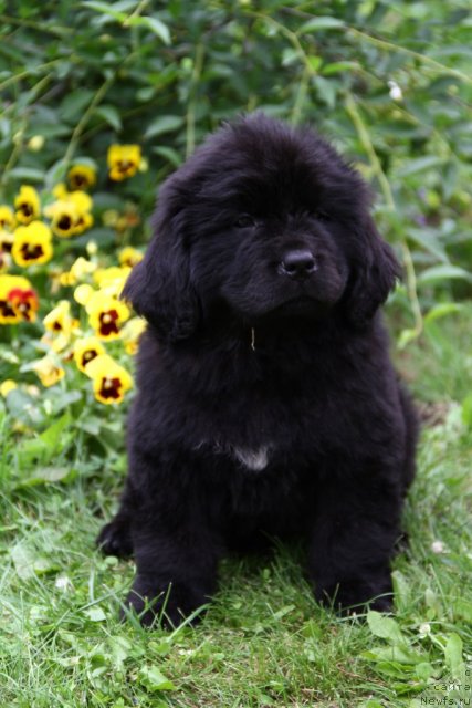 Фотография № 71057