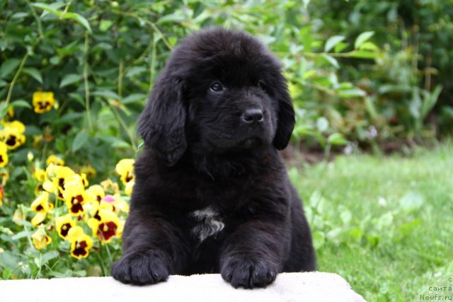 Фото: ньюфаундленд Пассия Короля из Медвежьего Яра (Passia Korolya iz Medvejyego Yara)