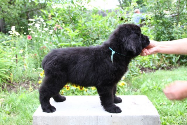 Фото: ньюфаундленд Пассия Короля из Медвежьего Яра (Passia Korolya iz Medvejyego Yara)