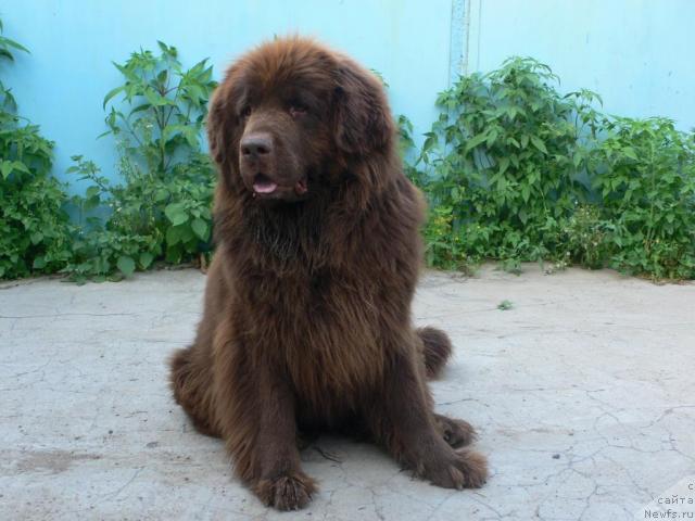 Фото: ньюфаундленд Аркадия Виват Арбона