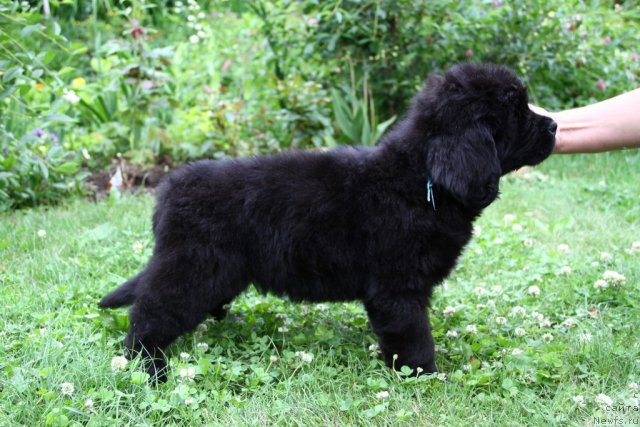 Фото: ньюфаундленд Пассия Короля из Медвежьего Яра (Passia Korolya iz Medvejyego Yara)