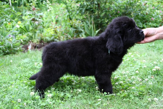 Фото: ньюфаундленд Пассия Короля из Медвежьего Яра (Passia Korolya iz Medvejyego Yara)