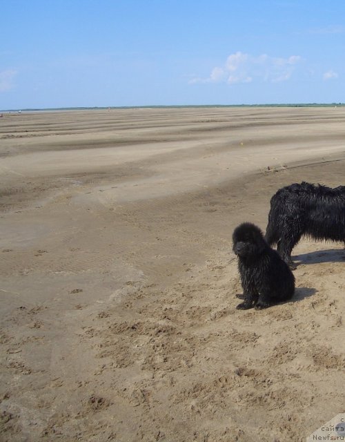 Фото: ньюфаундленд Бегущая по Волнам Зеро Коол
