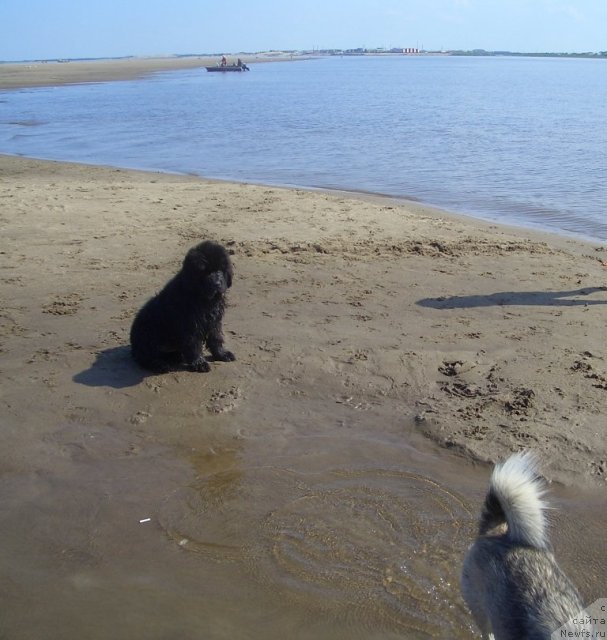 Фото: ньюфаундленд Бегущая по Волнам Зеро Коол