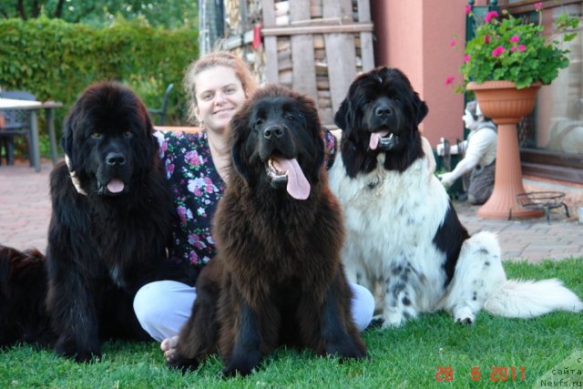 Фото: ньюфаундленд Gimenej Golden Star, Елена Розенфельд, ньюфаундленд Сент Джонс Хендсел фо Ми (Sent Djons Handsel for Me), ньюфаундленд Аквиан Сонг Зеро Гравити (Akvian Song Zero Graviti)