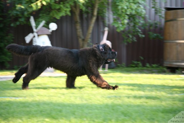 Фото: ньюфаундленд Сент Джонс Хендсел фо Ми (Sent Djons Handsel for Me)