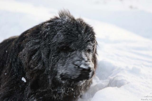 Фото: ньюфаундленд Юган с Тоянова Городка (Ygan s Toyanova Gorodka)