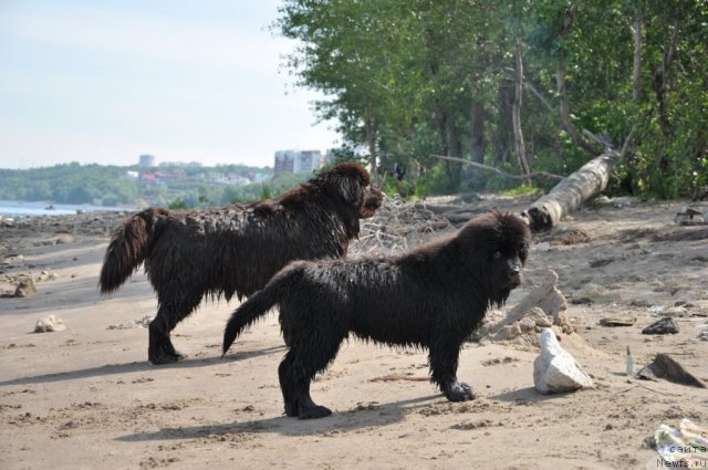 Фото: ньюфаундленд Сказочная Кроха Нериан, ньюфаундленд Звездная Тоскана Лесная Раскрасавица