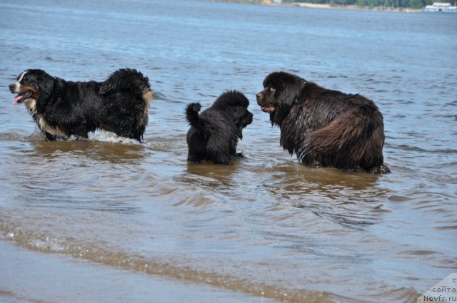 Фото: ньюфаундленд Сказочная Кроха Нериан, ньюфаундленд Звездная Тоскана Лесная Раскрасавица