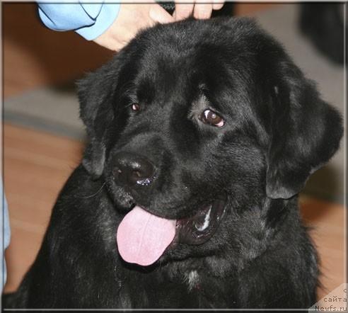 Фото: ньюфаундленд Алабама