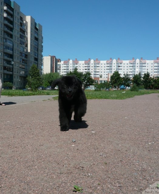 Фото: ньюфаундленд Бегущая по Волнам Зурбаган (Beguschaya po Volnam Zurbagan)