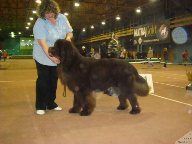 Фото: ньюфаундленд Супер Премиум Брабус