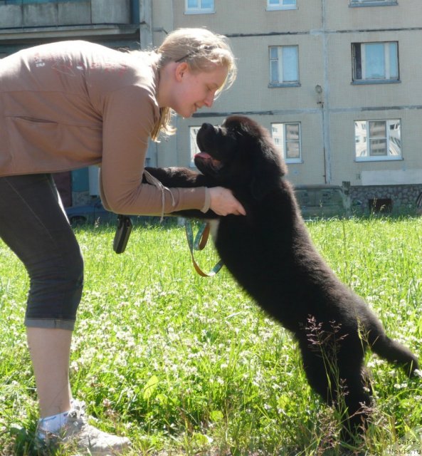 Фото: ньюфаундленд Бегущая по Волнам Зурбаган (Beguschaya po Volnam Zurbagan), Анастасия Рысева