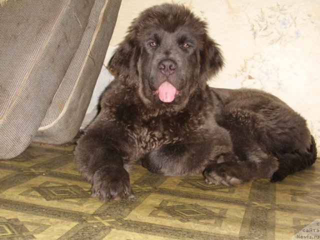 Фото: ньюфаундленд Аквамариновая Красотка для Марлеон