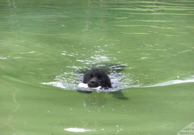 Фото: ньюфаундленд Акин Соул София