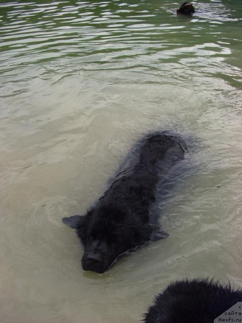 Фото: ньюфаундленд Лесная Сказка Лунная Соната