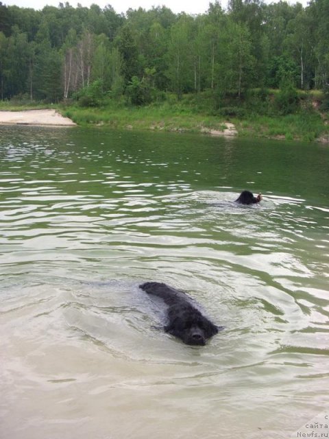 Фото: ньюфаундленд Лесная Сказка Лунная Соната