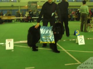 Фото: ньюфаундленд Плюшевая Панда Елизар