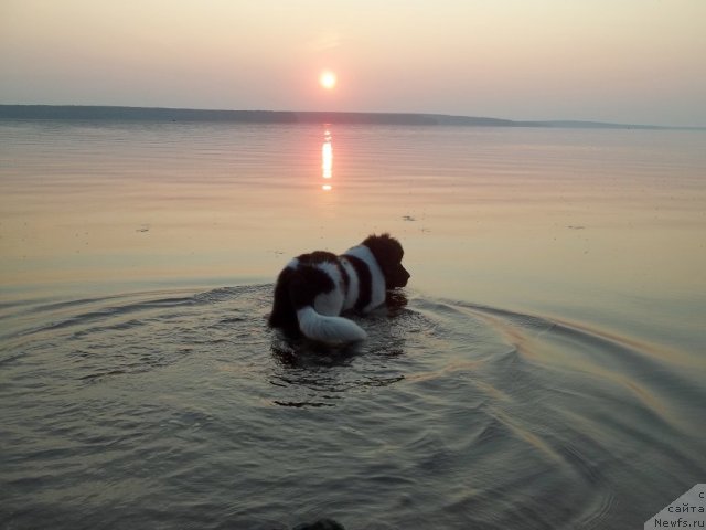 Фото: ньюфаундленд Жан Конкистадор