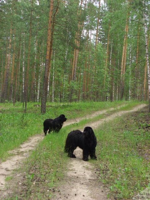 Фото: ньюфаундленд Акин Соул София, ньюфаундленд Анджел Викториус