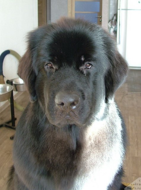 Фото: ньюфаундленд Акватория Келвин Онли Лав (Aquatoriya Kelvin Only Love)