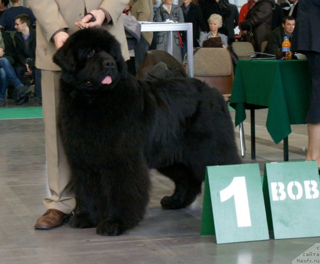 Фото: ньюфаундленд Ursinus Velutus El Fuego en Soul