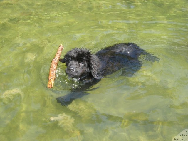 Фото: ньюфаундленд Смигар Жордан Рива