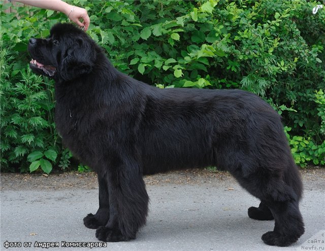 Фотография № 71200