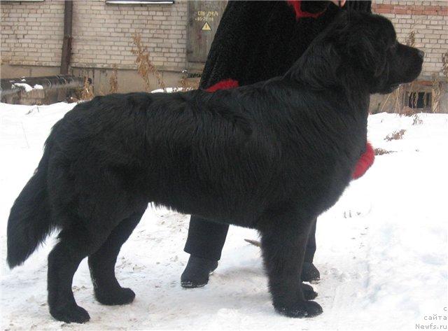 Фото: ньюфаундленд Адмирал
