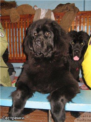 Фото: ньюфаундленд Арх Бьюти Очень Важная Персона