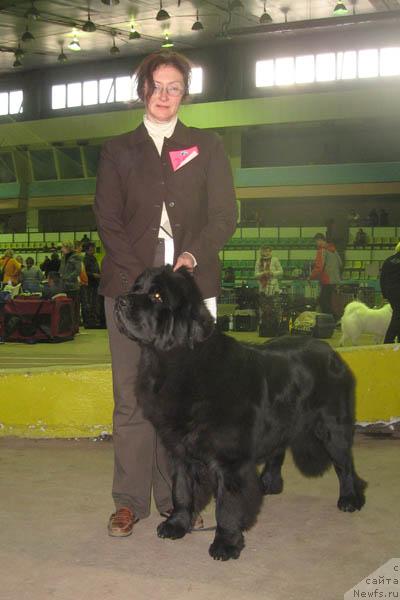 Фото: ньюфаундленд Dolce Amico Chaya, Лада Павликовская