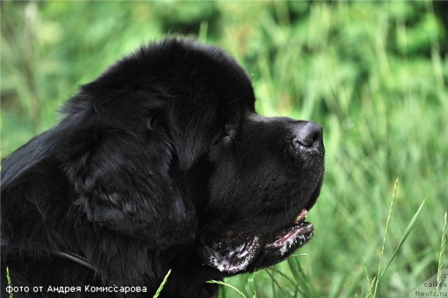 Фотография № 71246