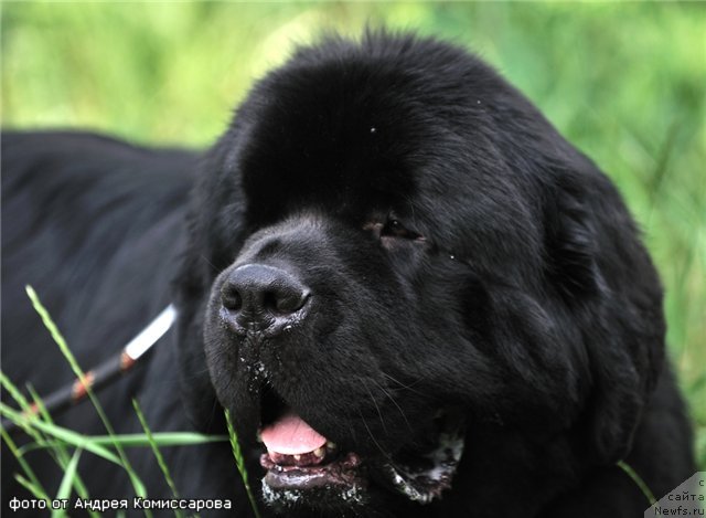 Фотография № 71247