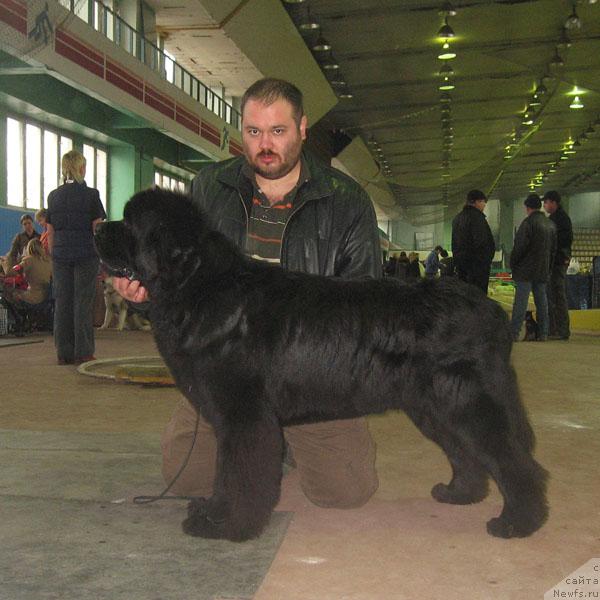Фото: ньюфаундленд Доджер от Сибирского Медведя (Dodger ot Sibirskogo Medvedja), Кирил Ермаков