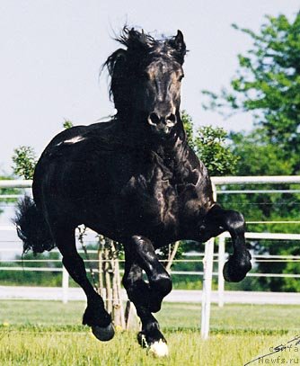 Фото: ньюфаундленд Сент Джонс Орфей