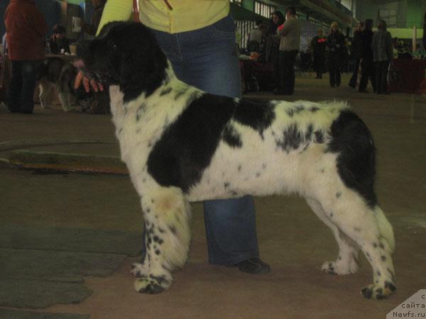 Фото: ньюфаундленд Плюшевая Панда Дениза для Берега Дона (Plushevaya Panda Deniza Dlja  Berega Dona)