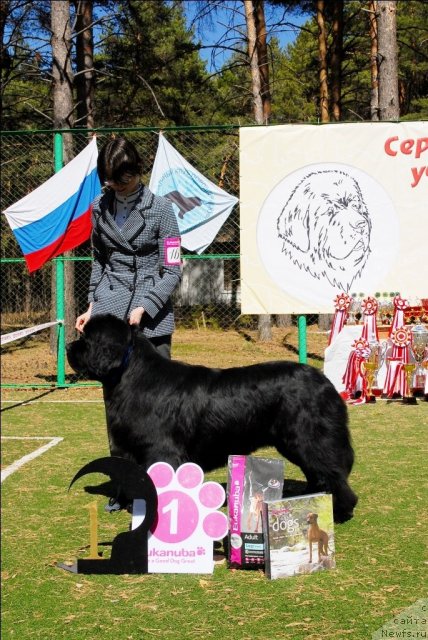 Фото: ньюфаундленд Флагман от Сибирского Медведя (Flagman ot Sibirskogo Medvedja)