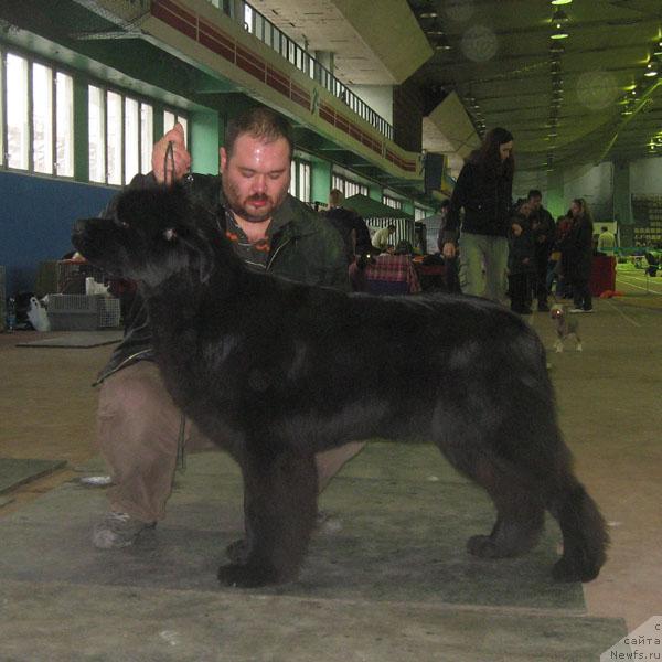 Фото: ньюфаундленд Жемчужина Ростова с Берега Дона (Zhemchuzhina Rostova s Berega Dona)