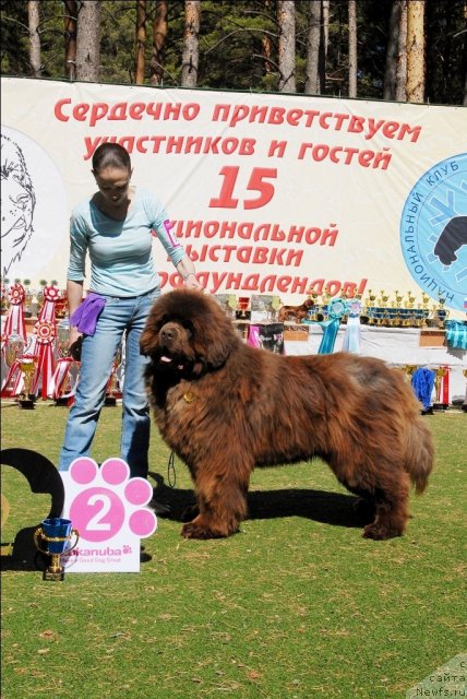 Фото: ньюфаундленд Милуко из Аркаима