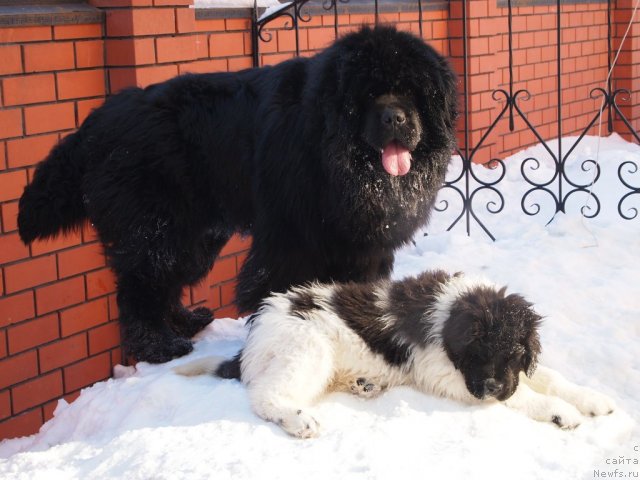 Фото: ньюфаундленд Threeponds Right Way, ньюфаундленд King of Helluland Good Friend
