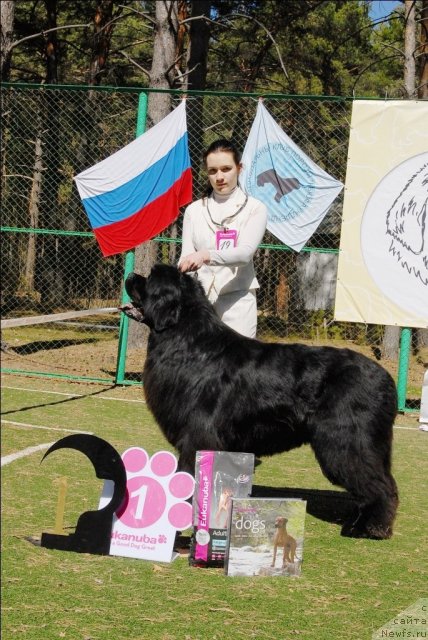 Фото: ньюфаундленд Филипп Голд Стар