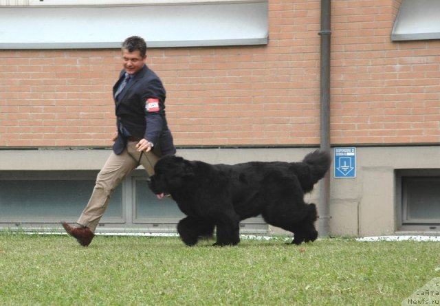 Фото: ньюфаундленд Waterbears Annies Lane