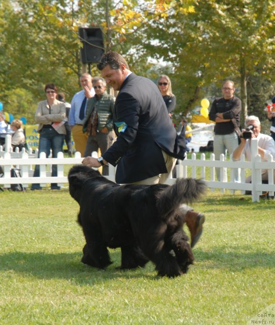 Фото: ньюфаундленд Waterbears Annies Lane