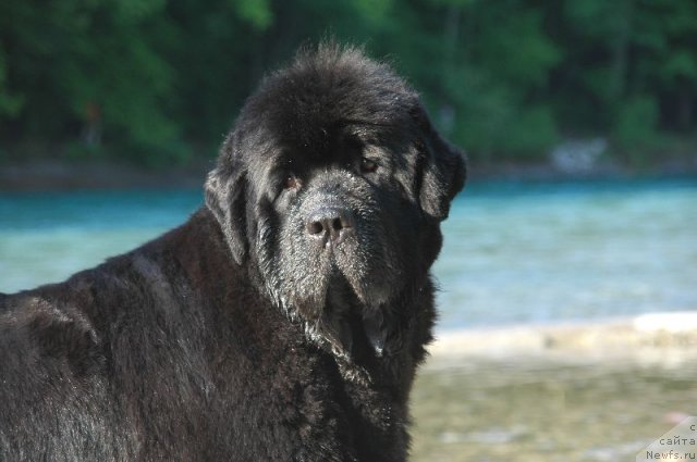 Фото: ньюфаундленд Waterbears Annies Lane