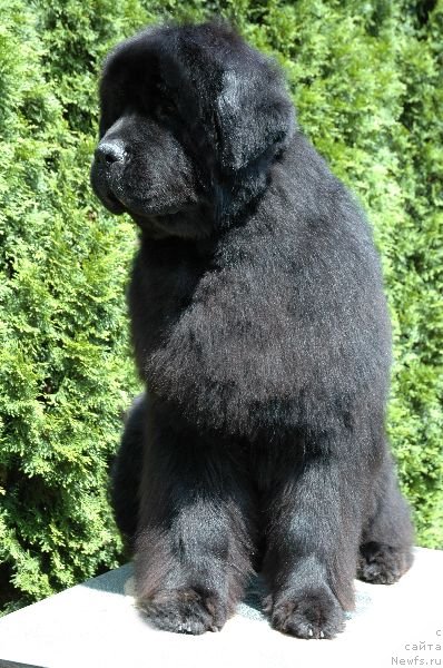 Фото: ньюфаундленд Fairweathers Black Legend