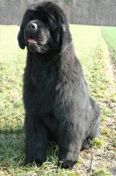 Фото: ньюфаундленд Fairweathers Black Legend