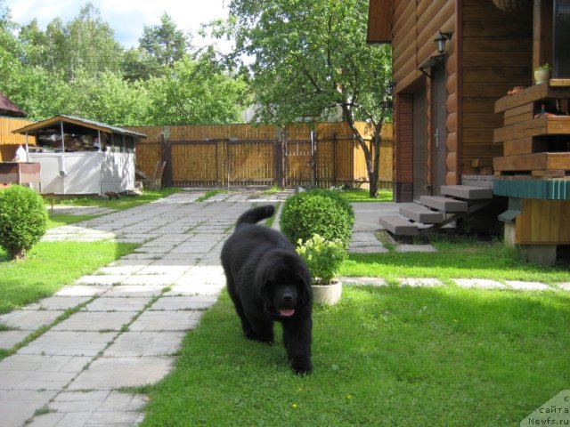 Фото: ньюфаундленд Very Fairweathers X'Got The Rhythm