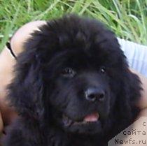 Фото: ньюфаундленд Арх Бьюти Очень Важная Персона